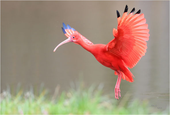 rode ibis