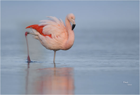 flamingo