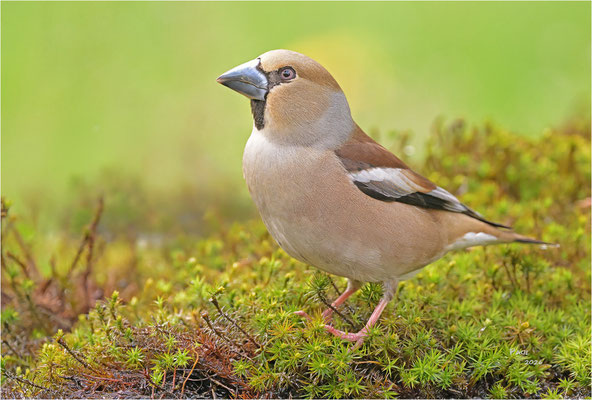 appelvink