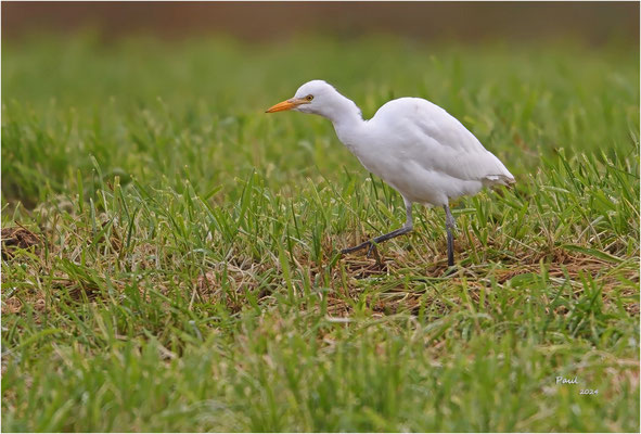 koereiger