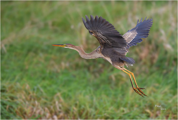 purperreiger