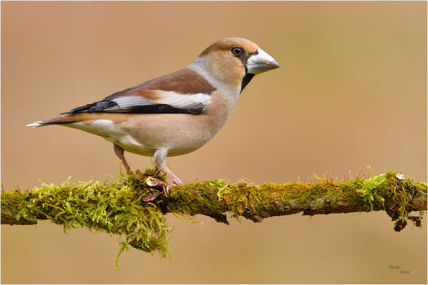 appelvink