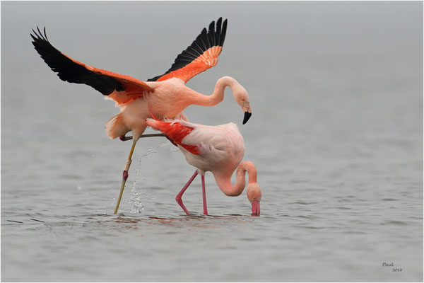 flamingo