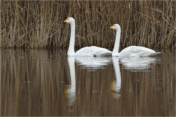 wilde zwaan