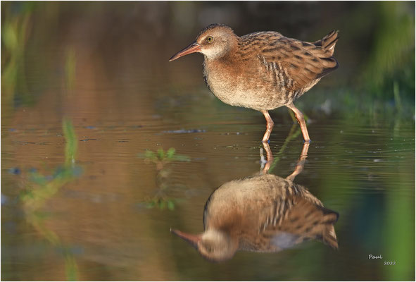 waterral
