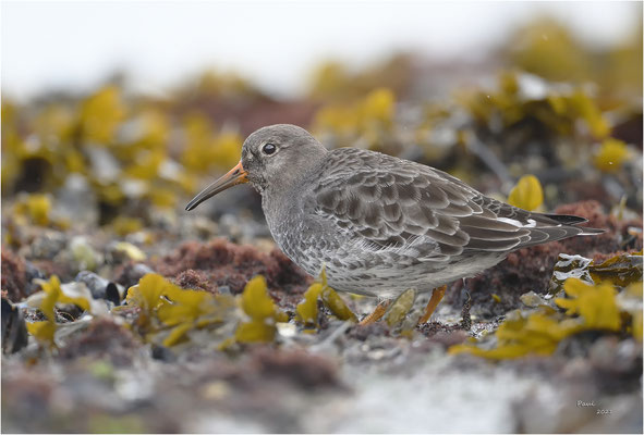 paarse strandloper