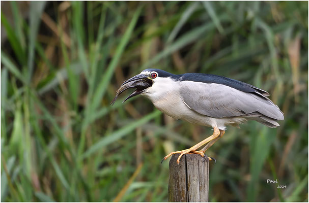 kwak