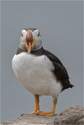 papegaaiduiker