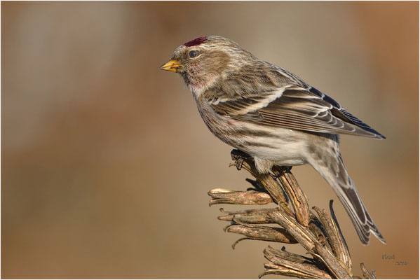 barmsijs