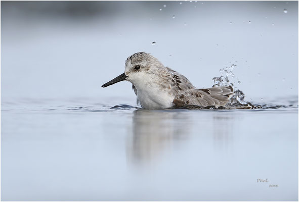 drieteenstrandloper