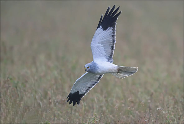 blauwe kiekendief