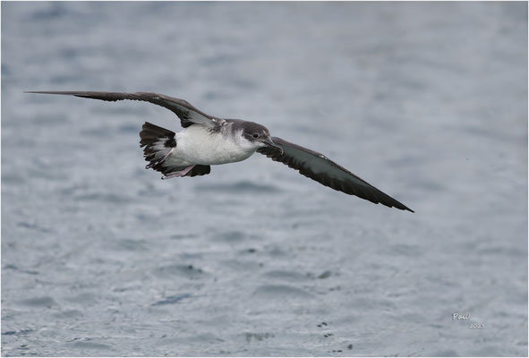noordse pijlstormvogel