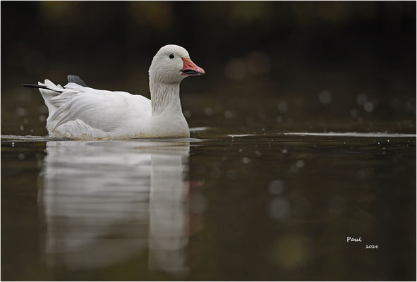 sneeuwgans