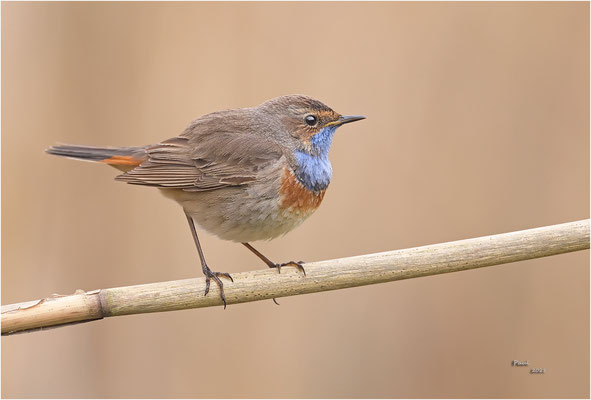 blauwborst