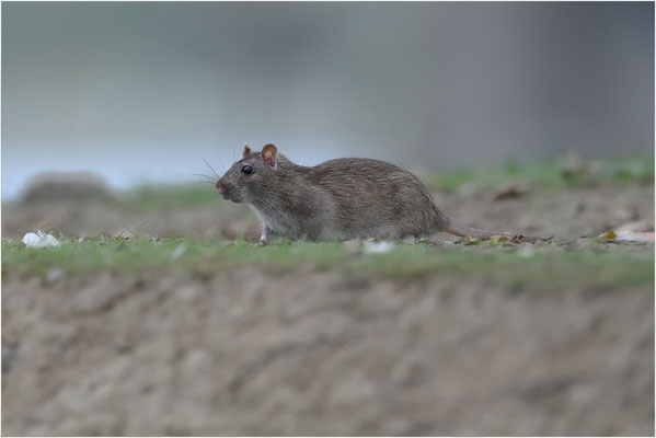 rat