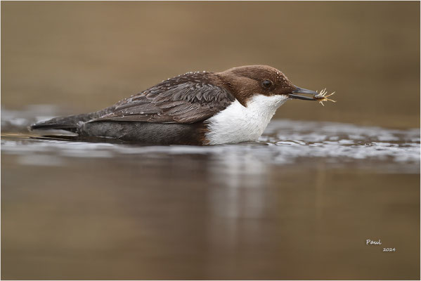 zwartbuikwaterspreeuw