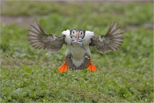 papegaaiduiker