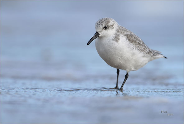 drieteenstrandloper