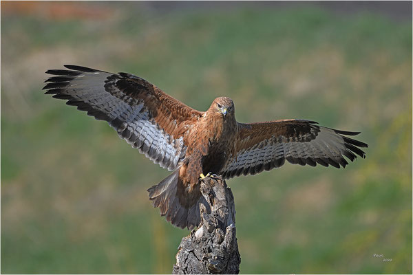 arendbuizerd