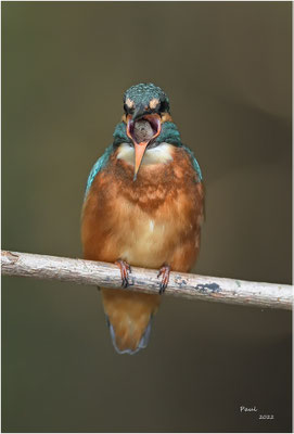 ijsvogel