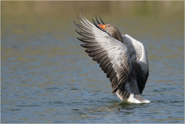 grauwe gans