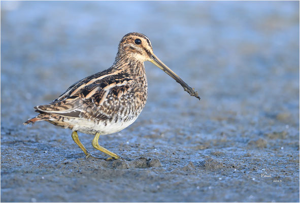 watersnip