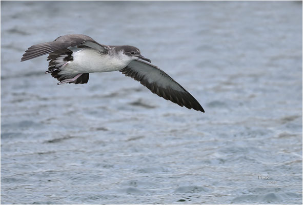 noordse pijlstormvogel