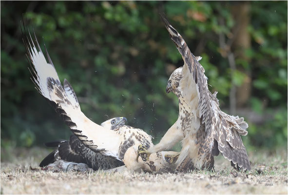 buizerd