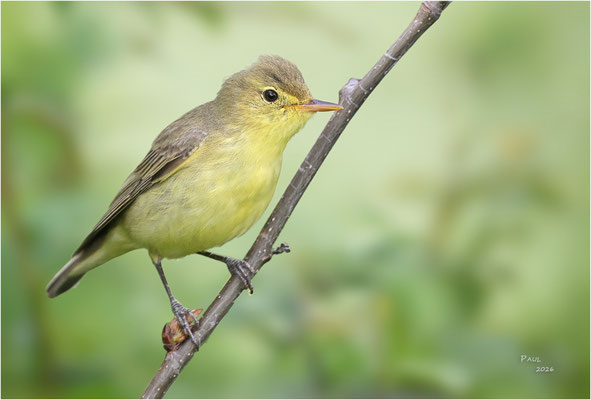 spotvogel