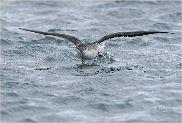 noordse pijlstormvogel