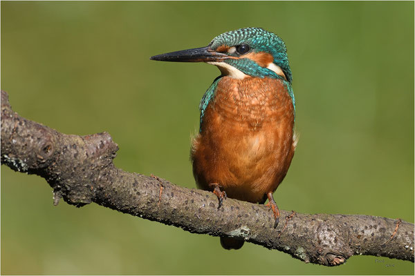 ijsvogel