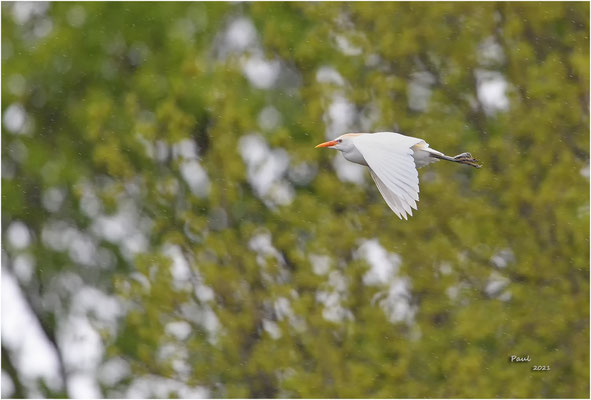 koereiger