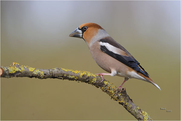 appelvink