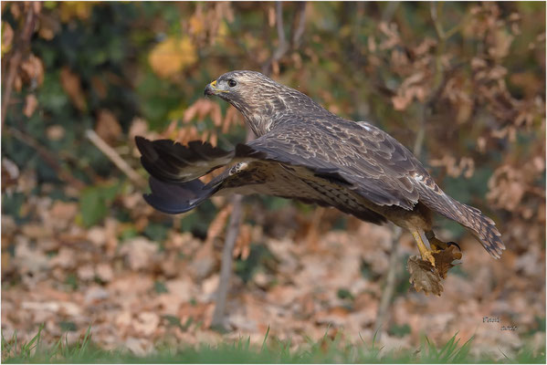 buizerd