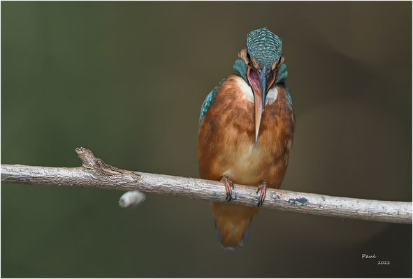 ijsvogel