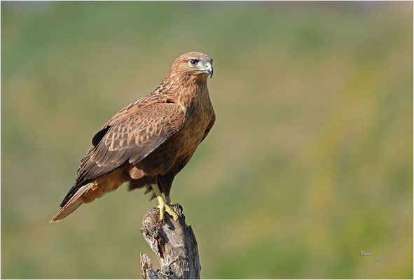 arendbuizerd