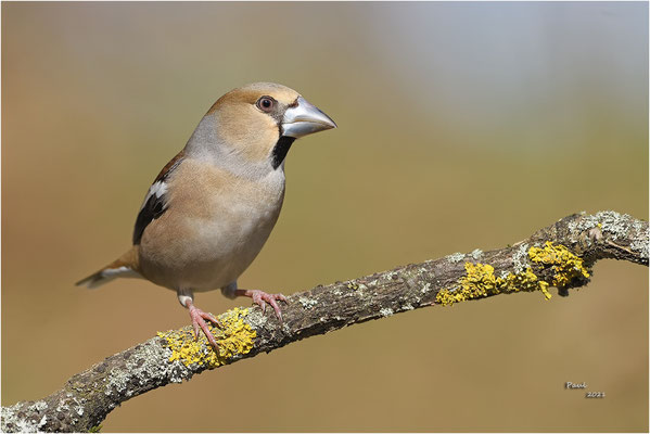 appelvink