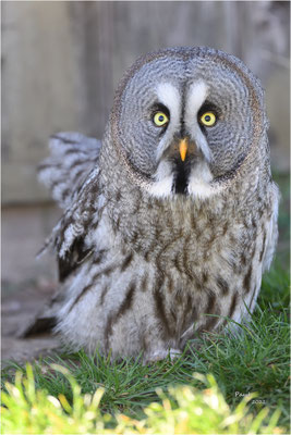 laplanduil