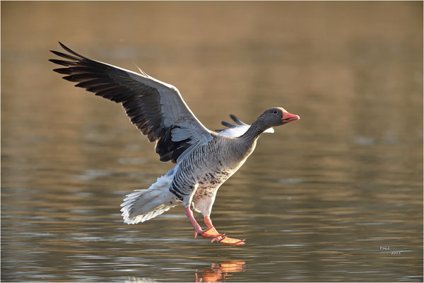 grauwe gans