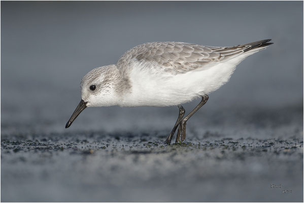 drieteenstrandloper