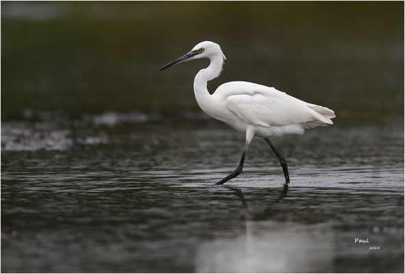 kleine zilverreiger