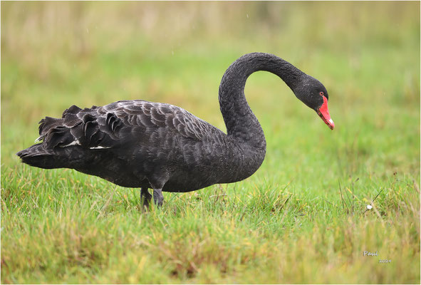 zwarte zwaan