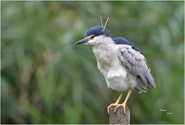 kwak