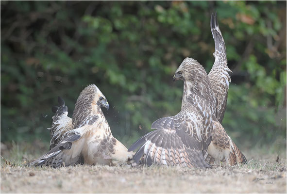 buizerd