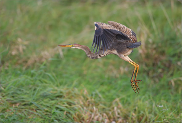 purperreiger