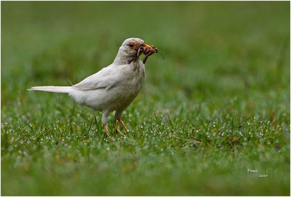 witte merel