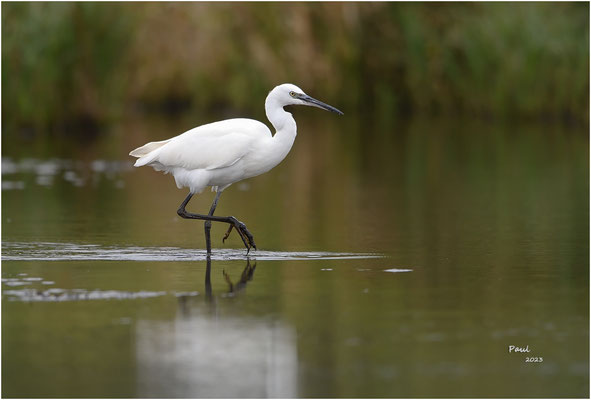 kleine zilverreiger