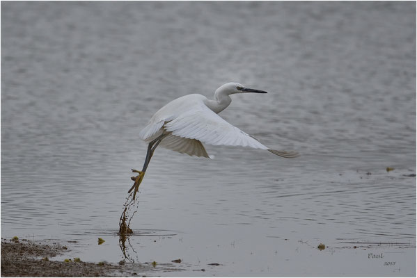 kleine zilverreiger
