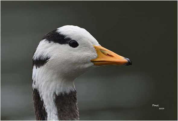 indische gans