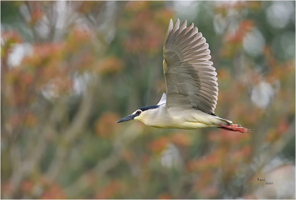 kwak